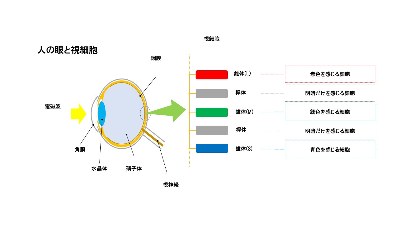 眼はどのように進化していったの？👀