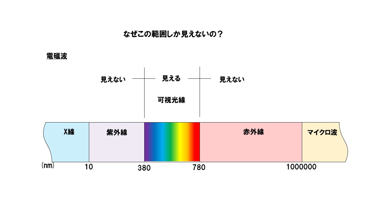 眼の構造について👀✨