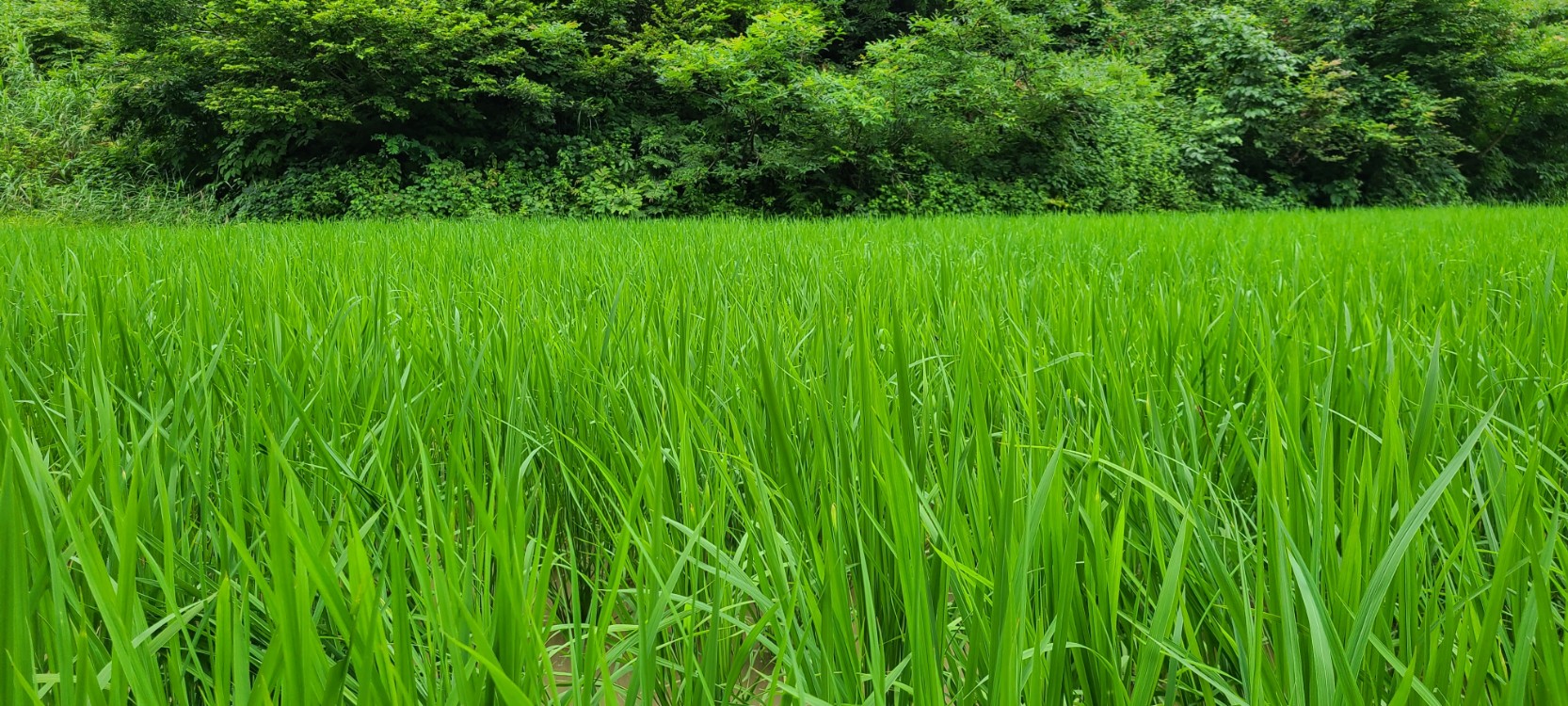 まつだい棚田バンク🌾