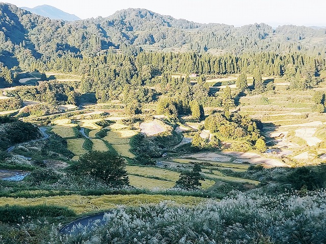 稲刈り体験 in 奴奈川キャンパス🌾