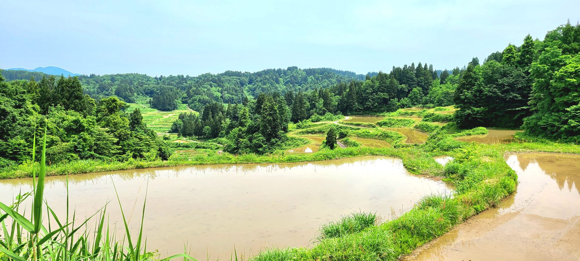 田植え体験 👨🏻‍🌾