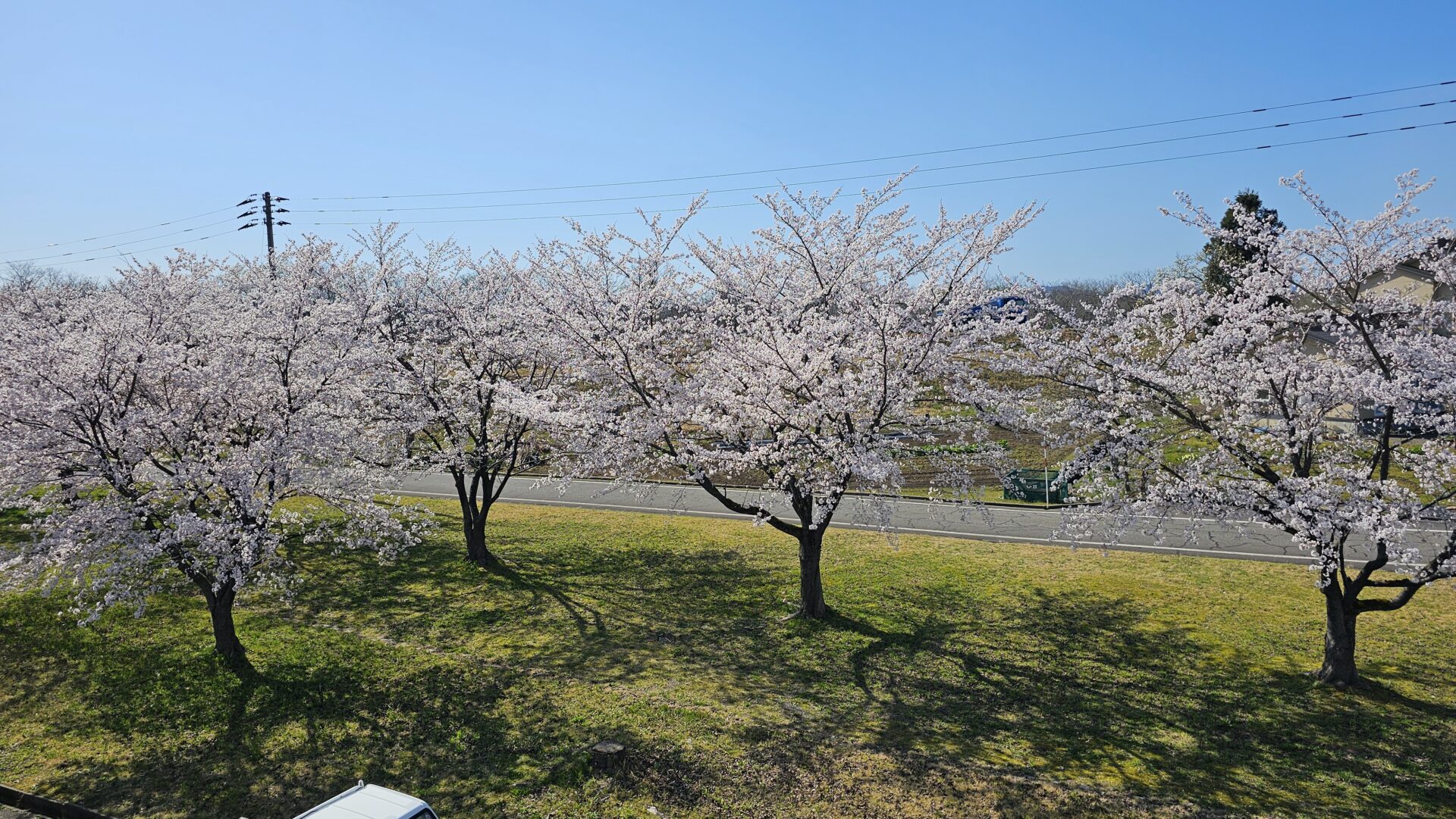 さくら🌸